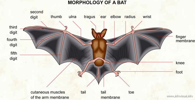 Bat  (Visual Dictionary)